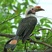 Luzon Hornbill